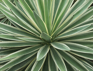 agave cactus, tropical plant with leaves and sharp thorn
