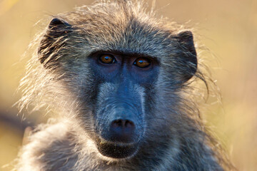 Baboon closeup in the wild