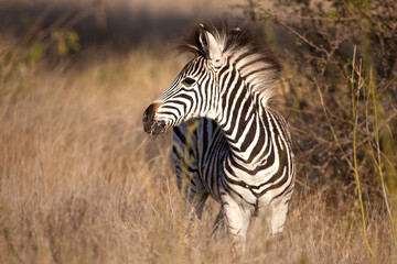 Baby Zebra in long grass