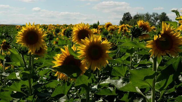 sunflower field in summer why blue sky