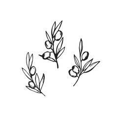 Olive hand drawn black on white background leaves olives vector