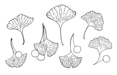 ginkgo leaves with berries. elements drawn in GINKGO BILOBA sketch style in black outline isolated elements on white for your design