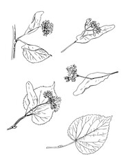 hand-drawn set of flowers, branches, leaves of linden. Botanical vintage sketch with black lines isolated on white background. Vector illustration.