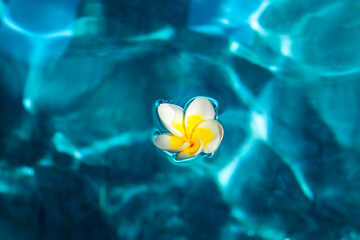 Bali, Ubud. Franjipani flowers float on a swimming pool