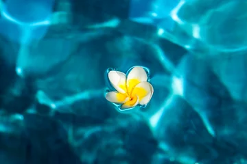 Foto auf Leinwand Bali, Ubud. Franjipani flowers float on a swimming pool © Peter