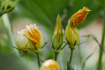 Plakat Meal. A delicious delicacy. Pumpkin and zucchini flowers. Garden. Cultivation of agricultural products.