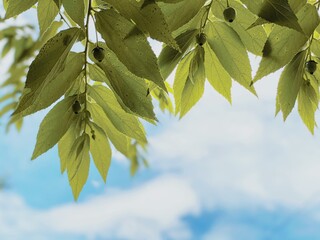 green leaves against blue sky