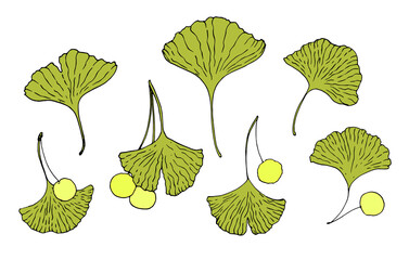 ginkgo leaves with berries. elements drawn in the GINKGO BILOBA sketch style with a black outline with a green color in a flat color style highlight individual elements on white for your design