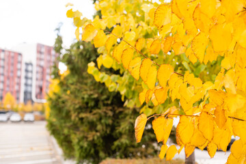 Autumn background-yellow maple leaves in the city Park.
