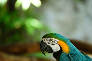 Closeup Macaw, a beautiful colorful parrot.