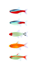 Tetra fish set vector icon design