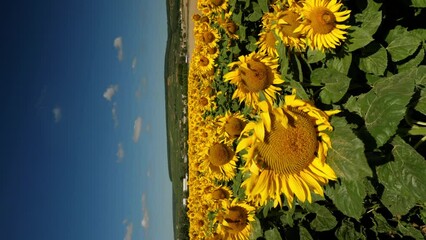 sunflower field in summer, vertical video - Powered by Adobe
