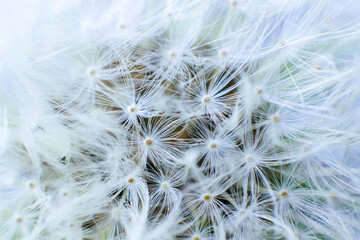 Dandelion flower in macro photography, close up