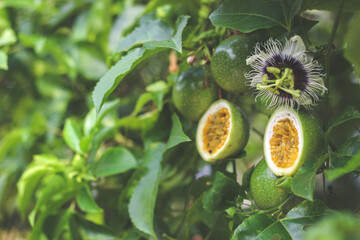 Half cut passion fruit with flower | Passiflora edulis	