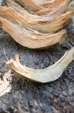 waste coconut husk pieces or coir drying under the sun, also called coconut fibre, alternative to bark based growing medium, taken in shallow depth of field with space for text