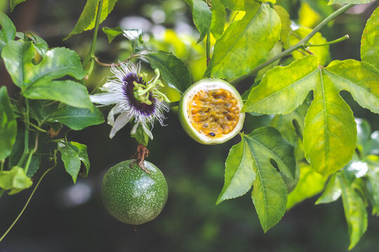 Close up of a Lilikoi or passion fruit ( Passiflora edulis var. flavicarpa)  blossom and leaves Stock Photo - Alamy