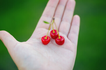 Girl holding a handful of cherries in her palm