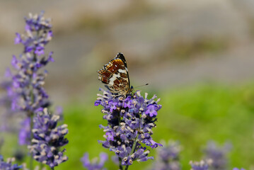 Map butterfly (Araschnia levana) with closed wings sitting on lavender in Zurich, Switzerland
