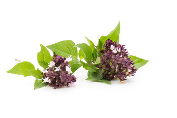 green basil with purple flowers isolated on white background spices food and herbs