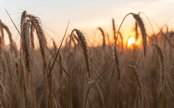 Gerste im Abendlicht