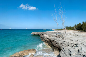 Fototapeta na wymiar Grand Bahama Island Rocky Coastline And Dry Trees