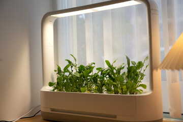 arugula growing on a artificial cultivation method