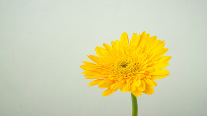A beautiful bright yellow sunflower on white background wall. Using to decorate the interior of minimal design cafe or restaurant place. Selective focus.