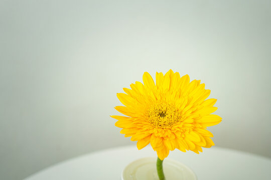 A beautiful bright yellow sunflower on white background wall. Using to decorate the interior of minimal design cafe or restaurant place. Selective focus.