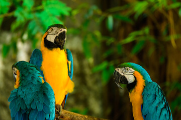 ฺBeautiful macore Parrot bird parrot standing on a wooden rail asia thailand