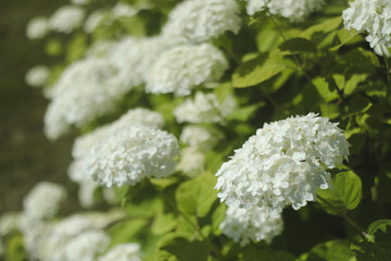 Selective focus on beautiful bush of blooming white Hydrangea or Hortensia flowers in summer. Natural background.