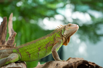 lizard, animal, green lizard with blur background