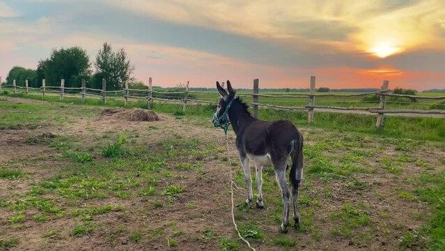 Donkey grazes on a farm in summer at sunset, farming