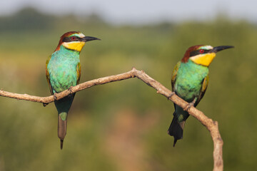 two beautiful birds look at the camera with interest