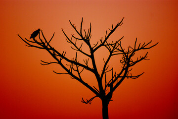 silhouette of a bird on a tree