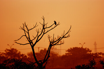 silhouette of a bird on a tree
