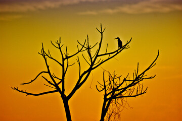 silhouette of a bird on a tree