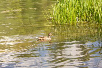 Organic wild duck on the pond, selective focus