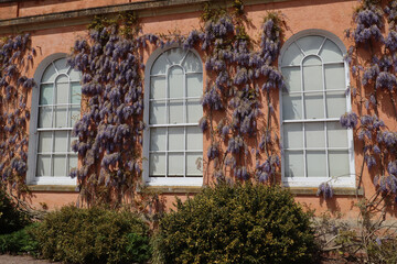 Wisteria grows around the windows in an English stately home. The walls are panted pink