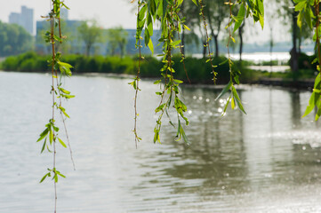 In spring, rivers and plants in urban parks