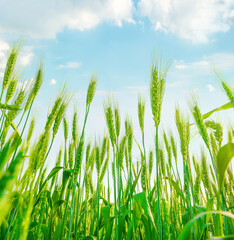 Ears of green wheat growing in field. View up against light blue sky with clouds