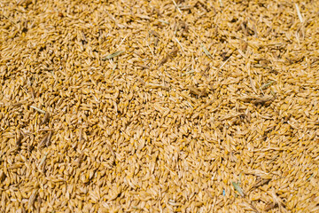 Grain close-up. Harvest in agriculture. Barley, rye or wheat. Background of cereals. Grain texture. Bright sunlight.