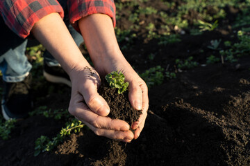Woman farmer plants a green sprout in a field. concept of organic farming and spring gardening. Green seedling in soil on background of sunset. Sprouted seed in fertile soil