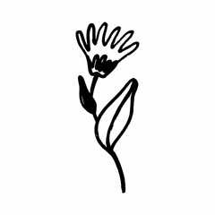 Freehand drawings of plants on a white background. Black brush drawing of flowers and field plants. Careless graphics with a black felt-tip pen. GRUNGE