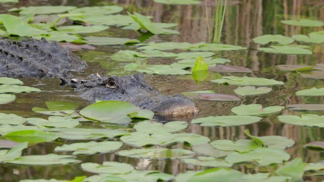 a close up tracking shot of an alligator swimming and approaching at the everglades national park in florida, usa