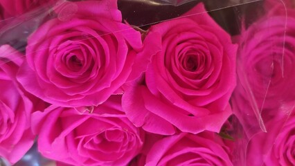 pink roses background