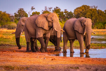 Obraz premium Afrikanische Elefanten (Loxodonta africana) im Okavanga Delta in Botswana zur Abenddämmerung