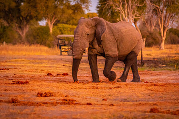 Afrikanische Elefanten (Loxodonta africana) im Okavanko Delta, Botswana