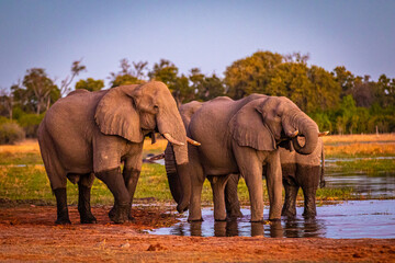 Fototapeta na wymiar Afrikanische Elefanten (Loxodonta africana) im Okavanko Delta, Botswana