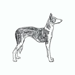 Vintage hand drawn sketch ibizan hound