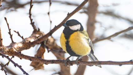 Birds in Ukraine